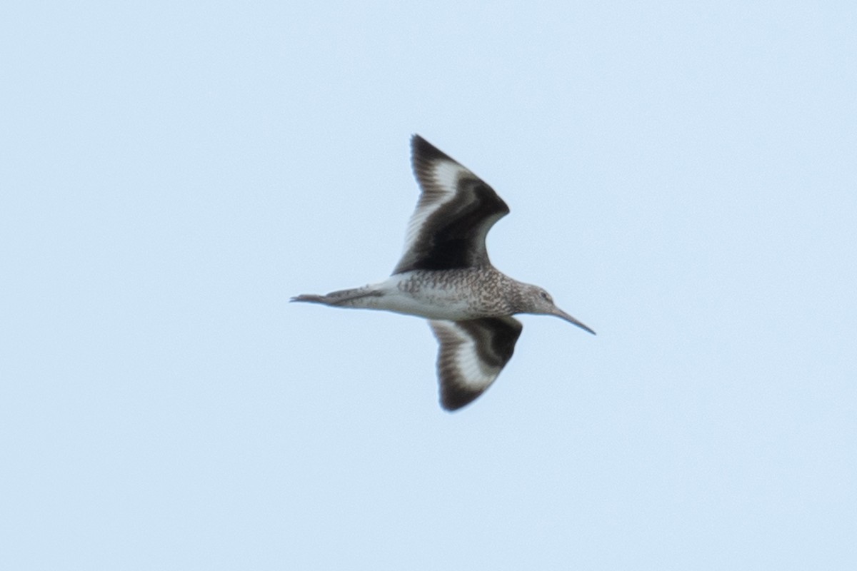 Willet - ML637120118
