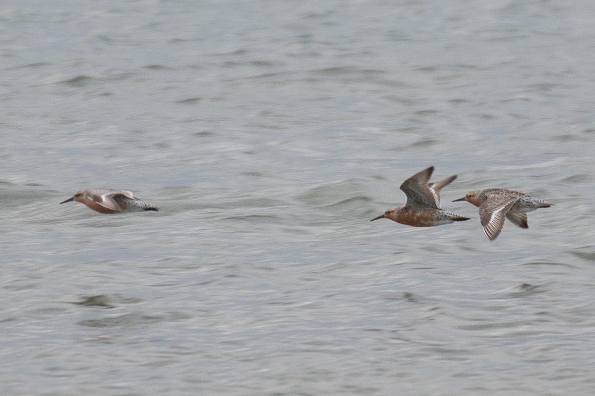 Red Knot - ML637120130