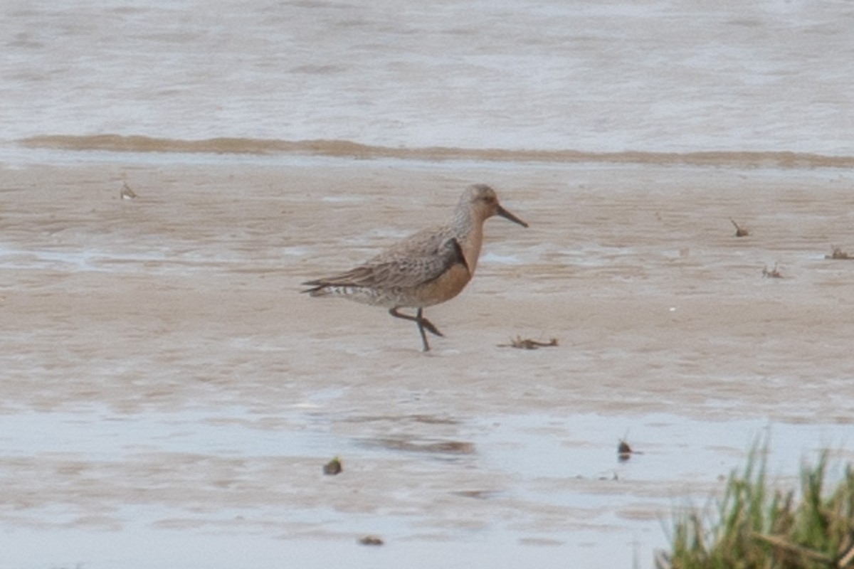 Red Knot - ML637120131
