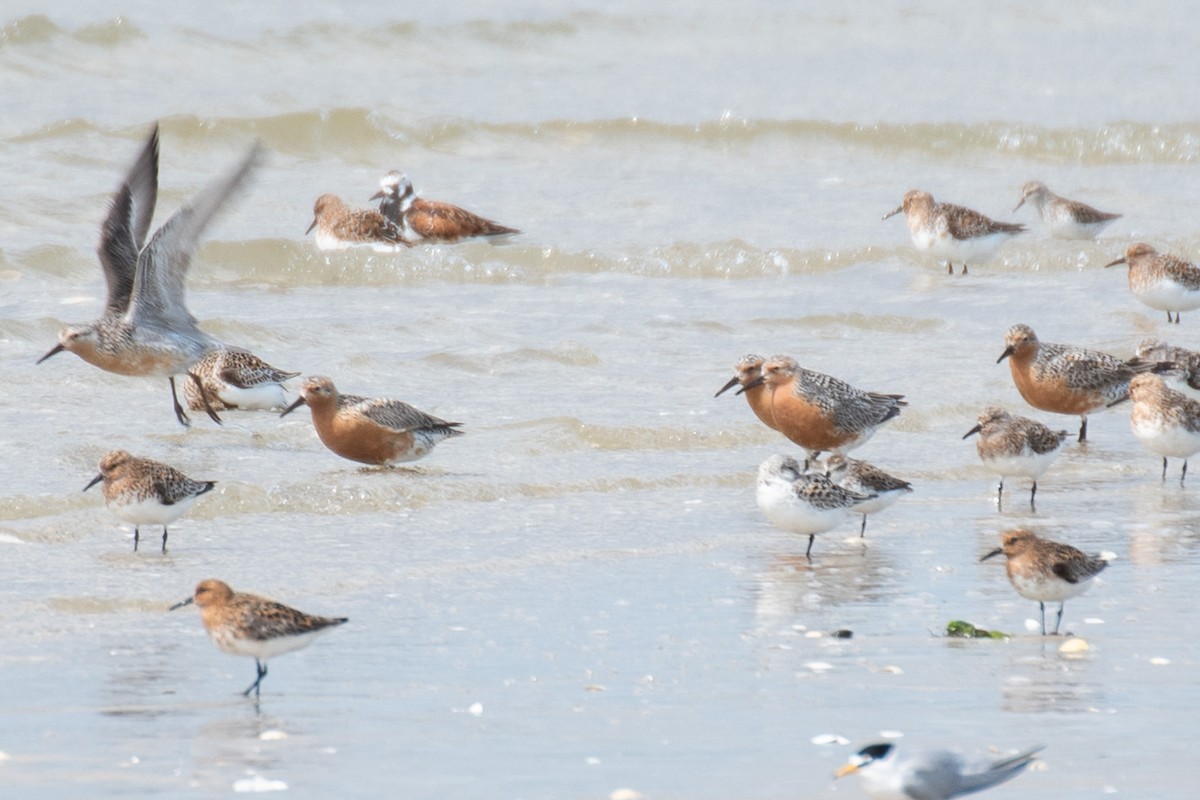 Red Knot - ML637120132