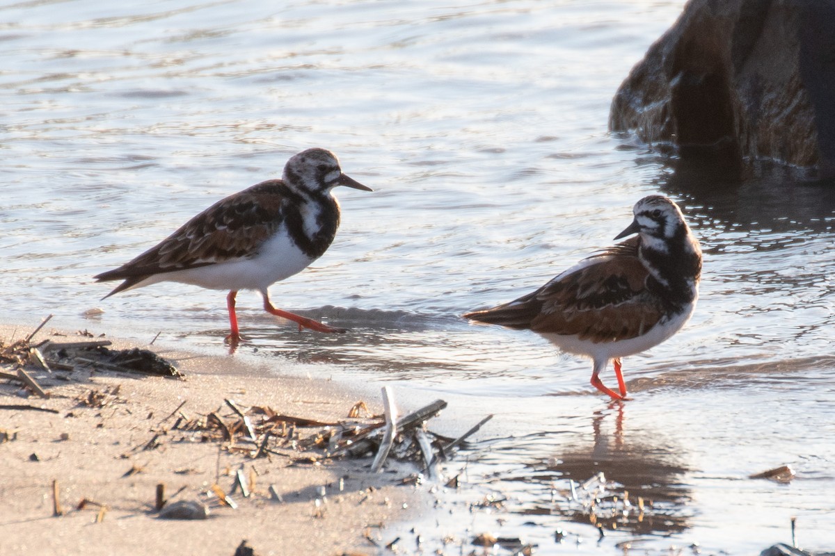 Ruddy Turnstone - ML637120134