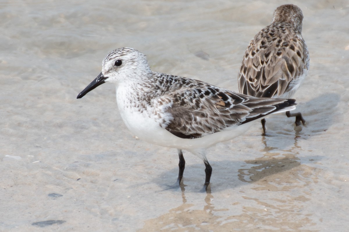 Sanderling - ML637120157