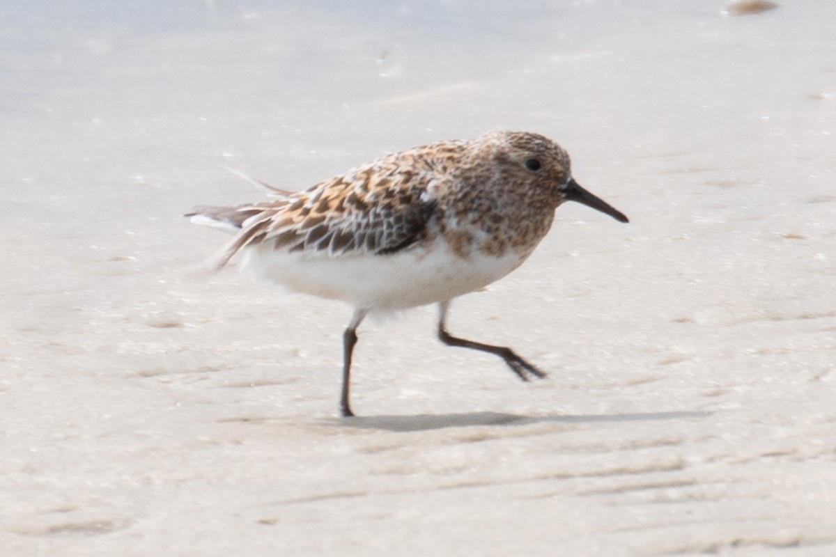 Sanderling - ML637120158