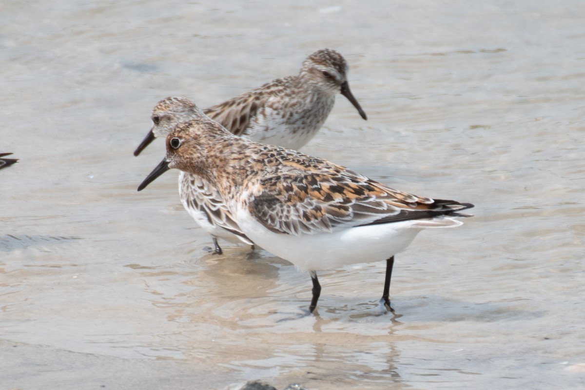 Sanderling - ML637120159