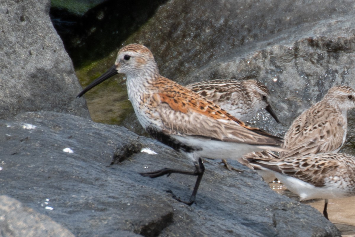 Dunlin - ML637120164