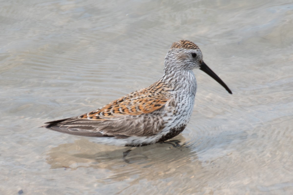 Dunlin - ML637120165