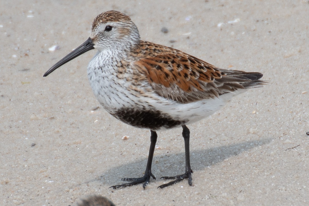 Dunlin - ML637120166