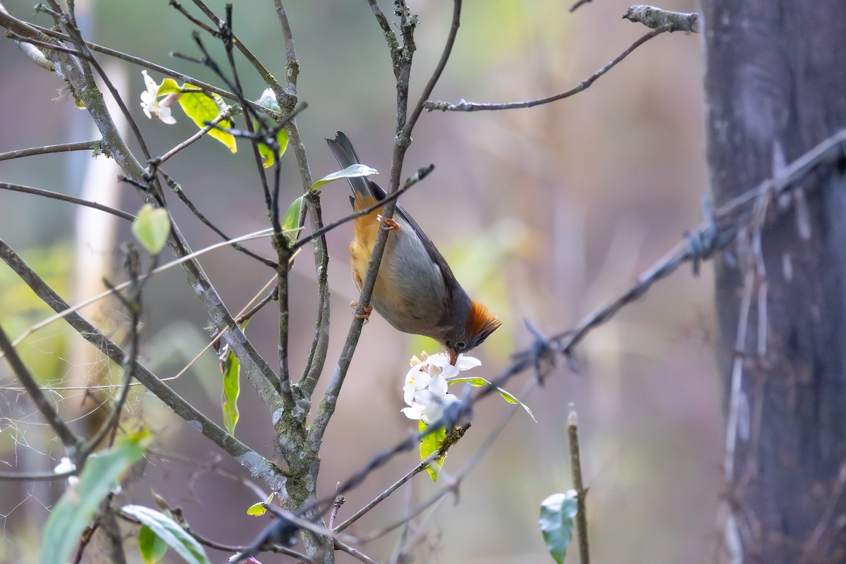 Rufous-vented Yuhina - ML637120176