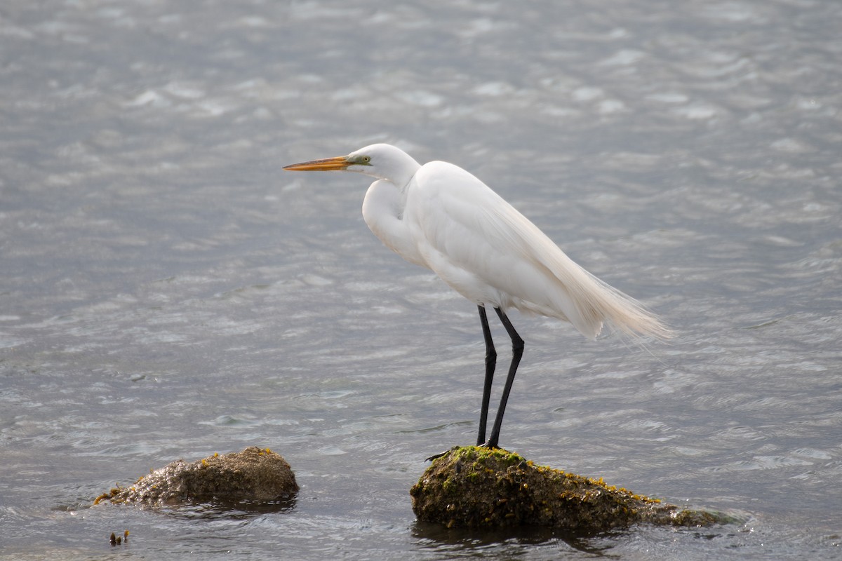 Great Egret - ML637120179
