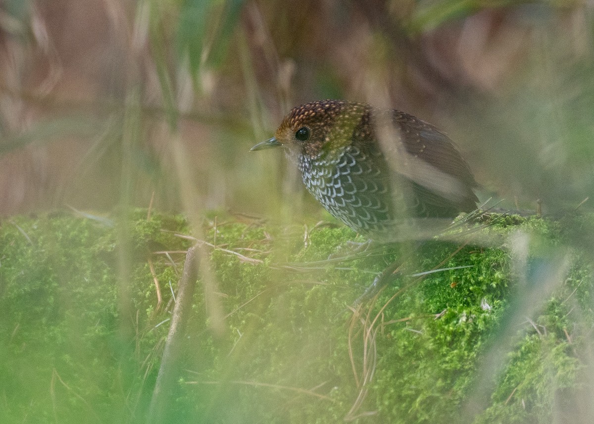 Taiwan Cupwing - ML637120188