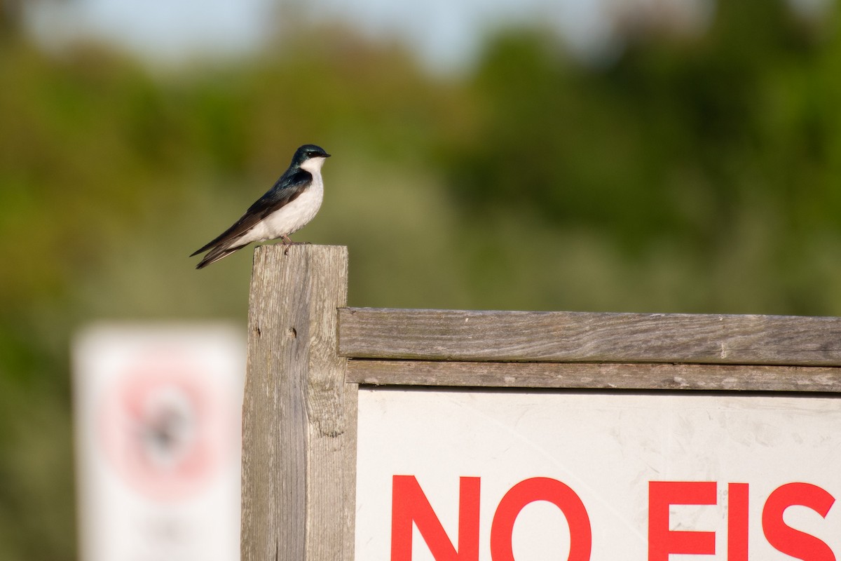 Tree Swallow - ML637120189