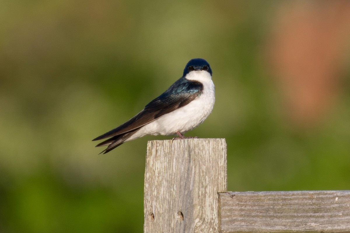 Tree Swallow - ML637120190