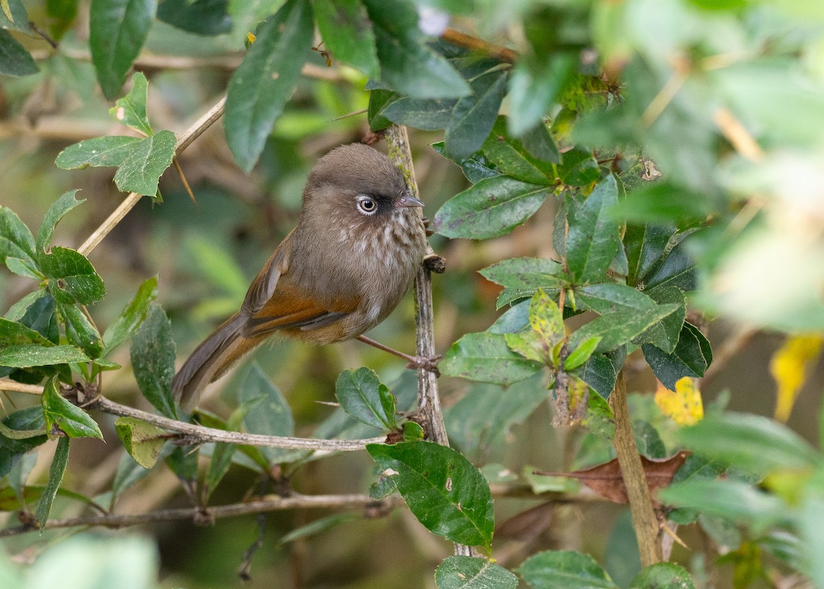 Taiwan Fulvetta - ML637120200