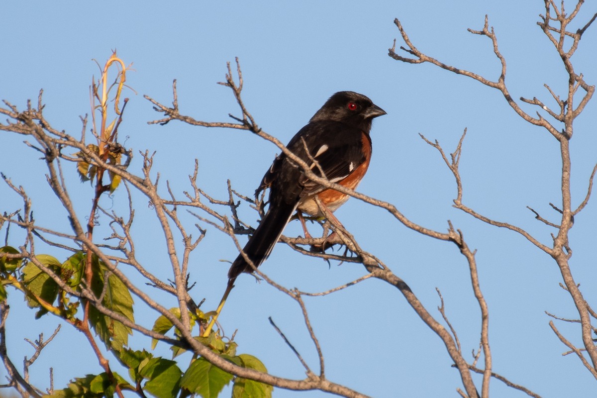 Eastern Towhee - ML637120203