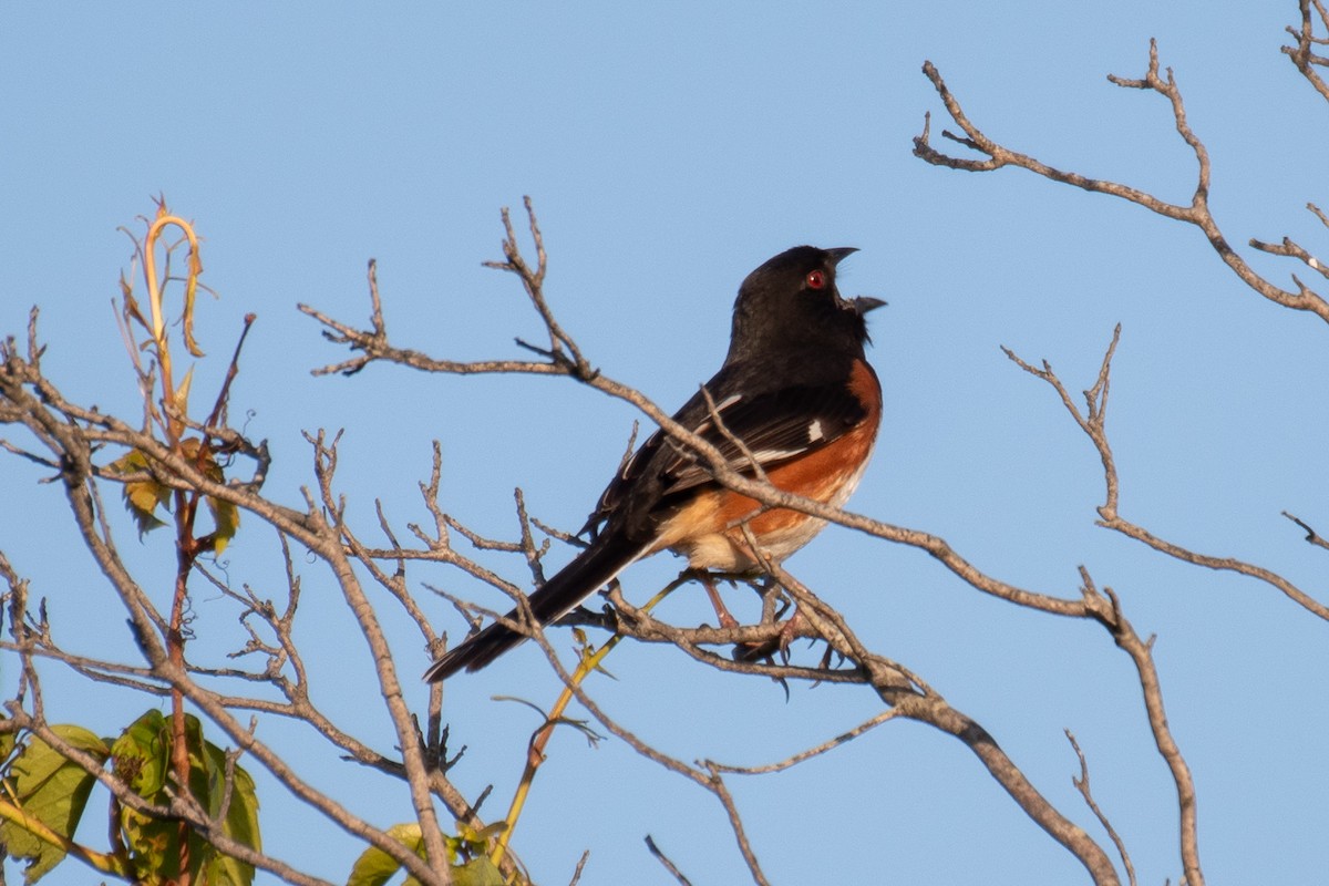 Eastern Towhee - ML637120204