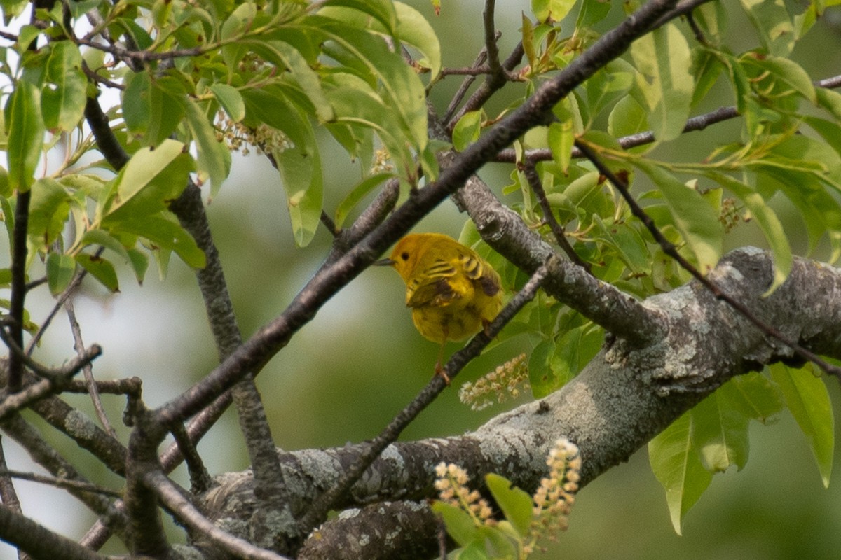 Northern Yellow Warbler - ML637120210