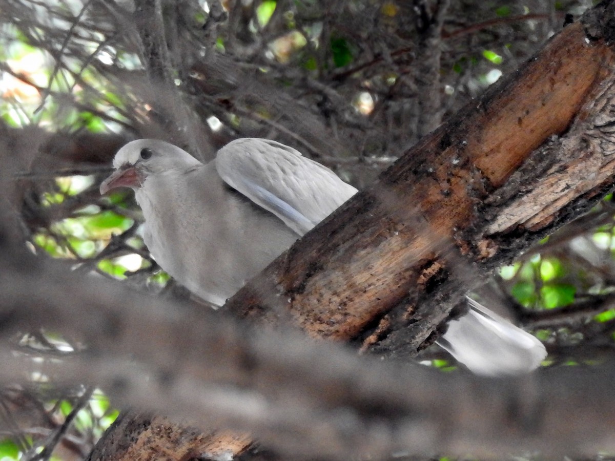 African Collared-Dove - ML637120221