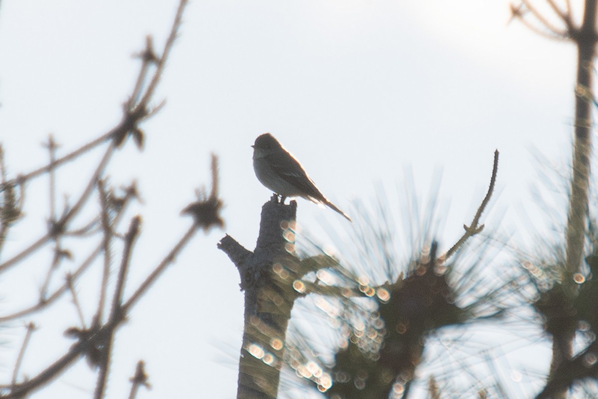 Willow Flycatcher - ML637120222