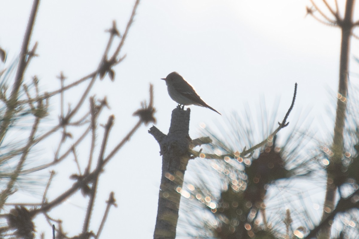 Willow Flycatcher - ML637120223