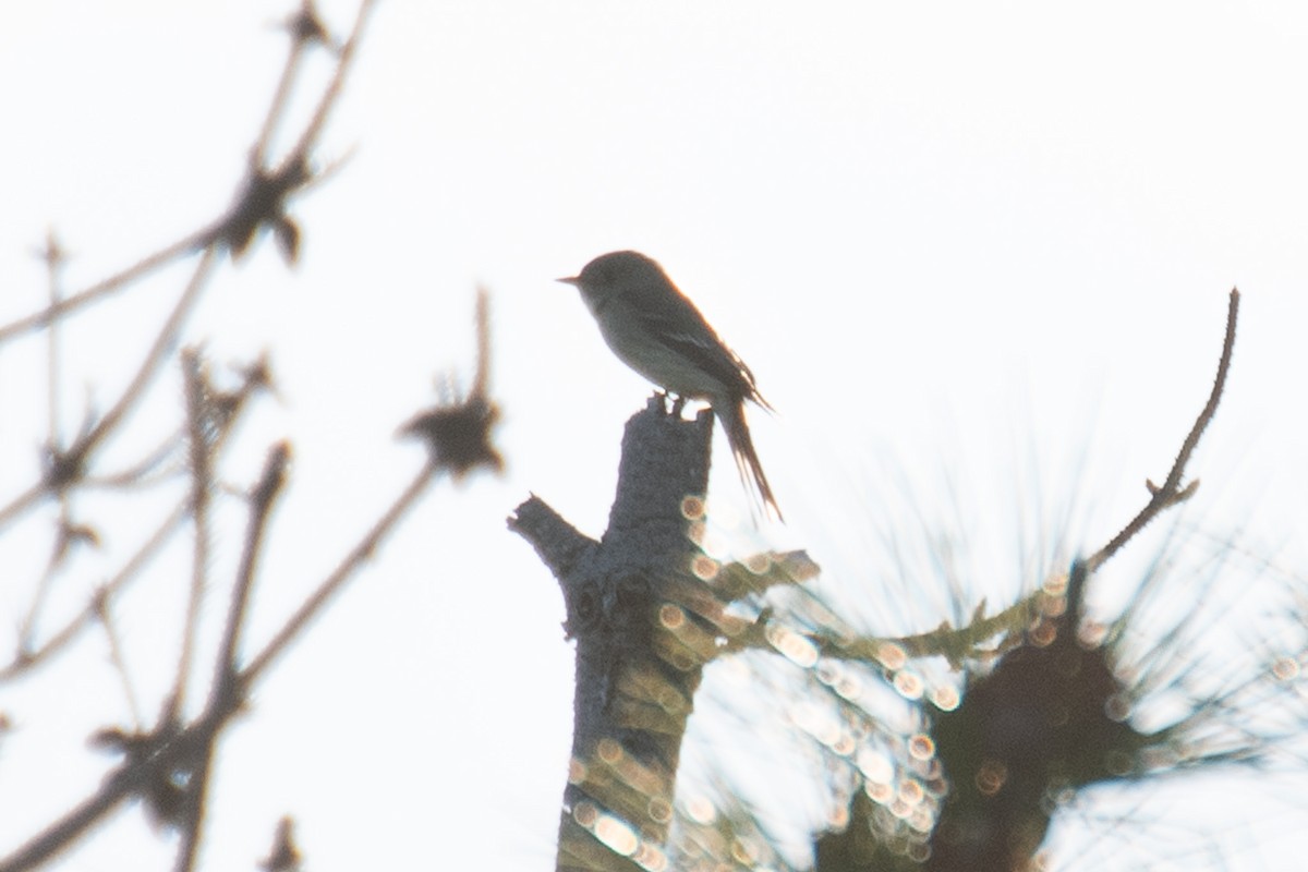 Willow Flycatcher - ML637120224