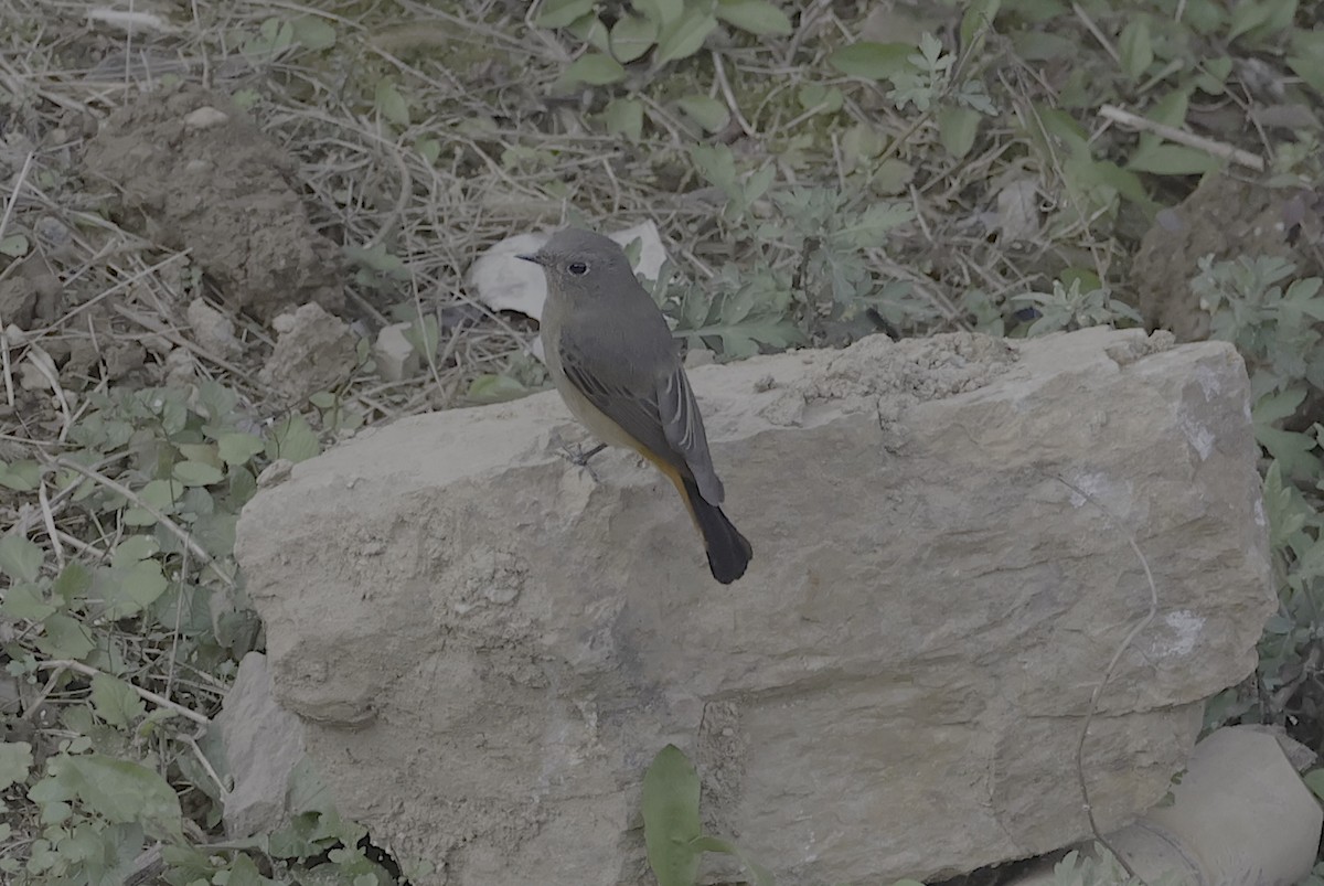 Hodgson's Redstart - ML637120452