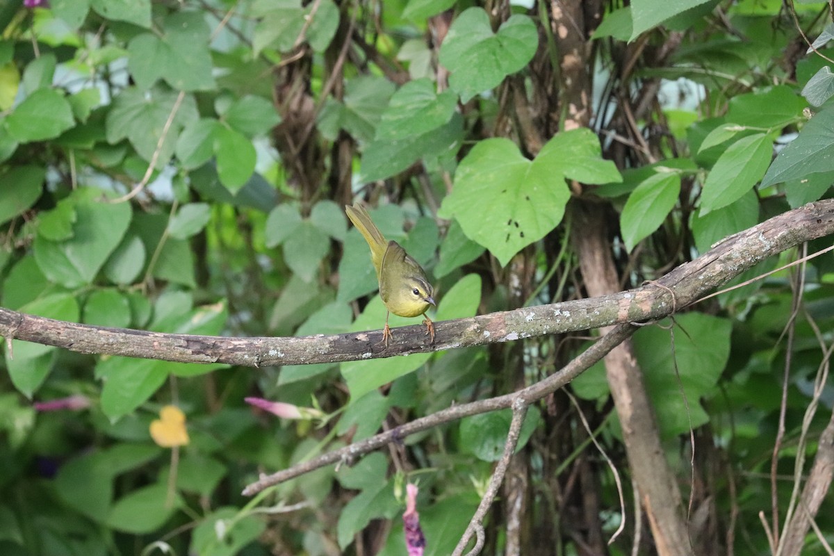 Two-banded Warbler - ML637120541