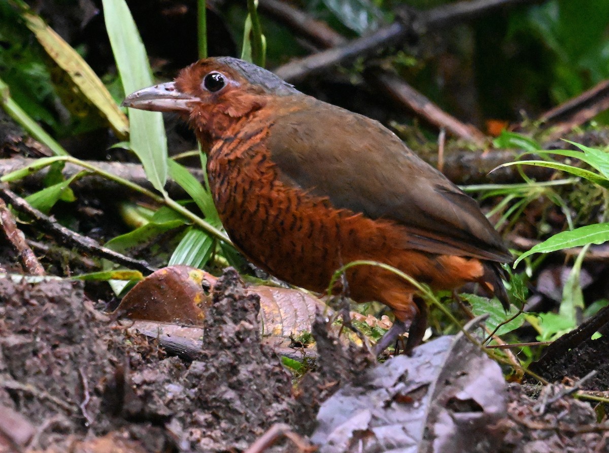 Giant Antpitta - ML637120621
