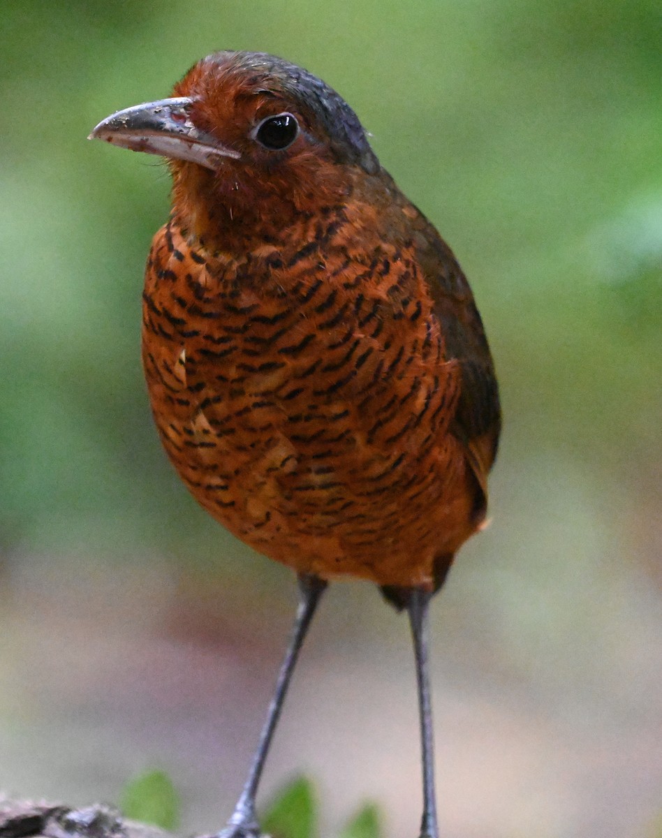 Giant Antpitta - ML637120622