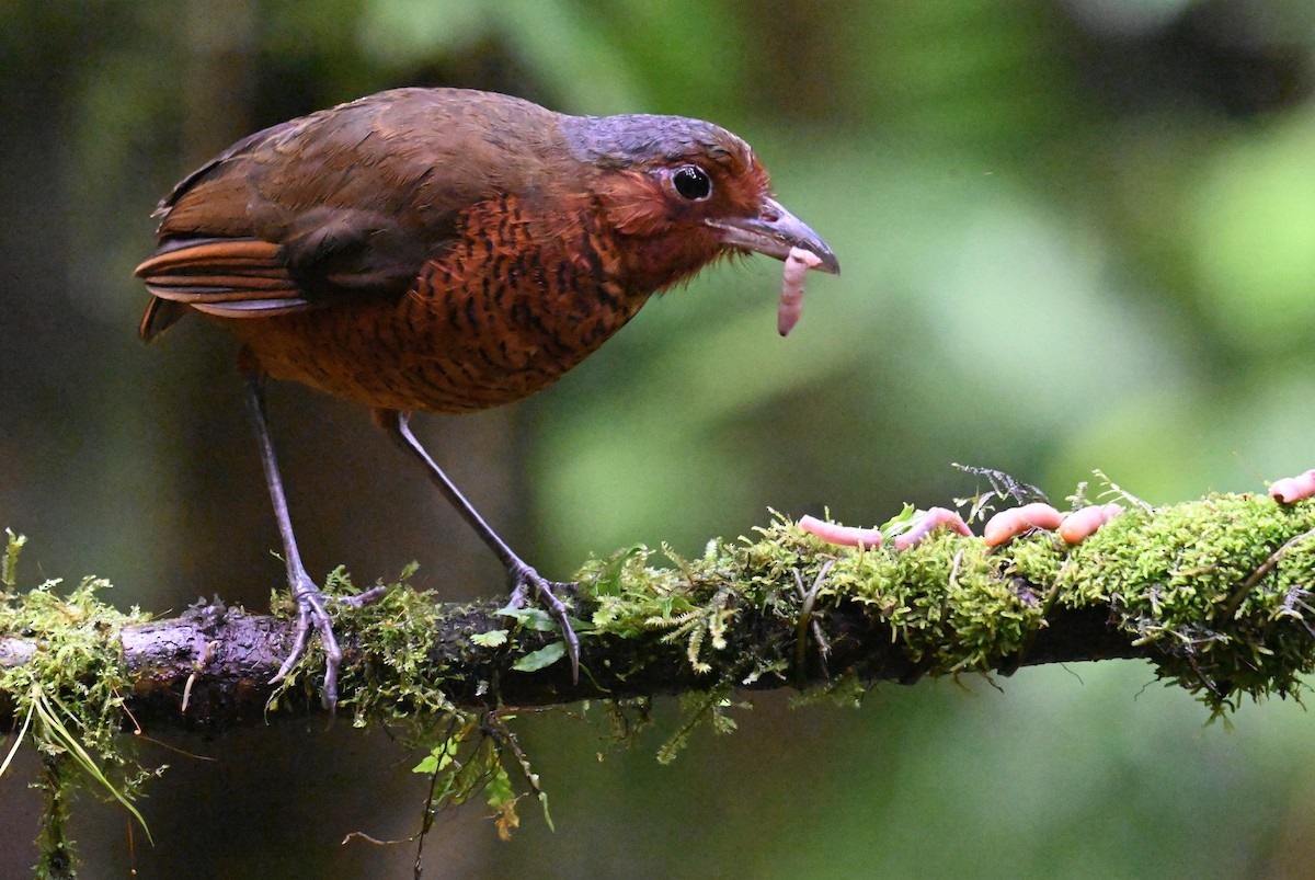 Giant Antpitta - ML637120623