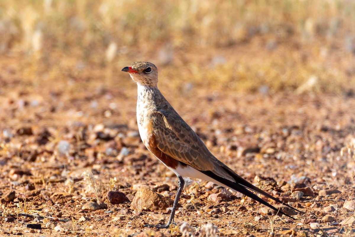 Australian Pratincole - ML637120637