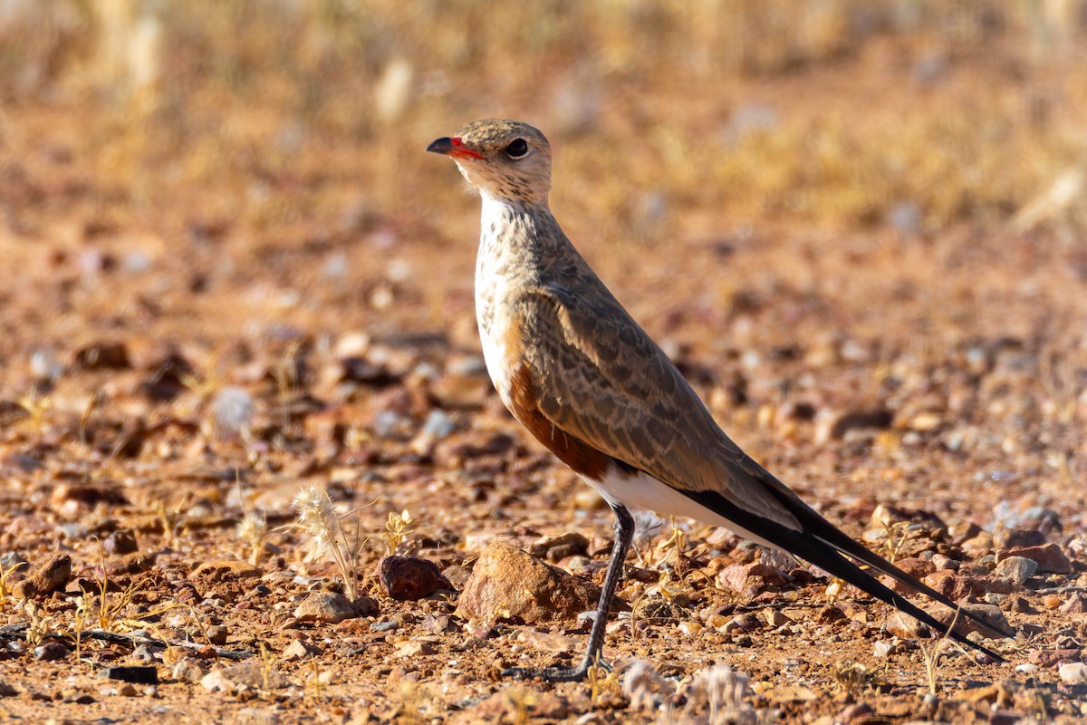 Australian Pratincole - ML637120638