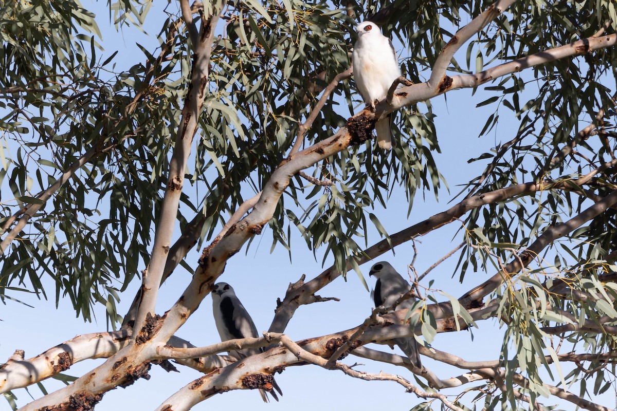 Letter-winged Kite - ML637120654
