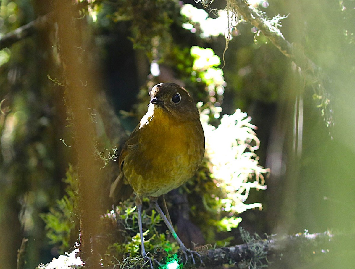 Bolivian Antpitta - ML637120667
