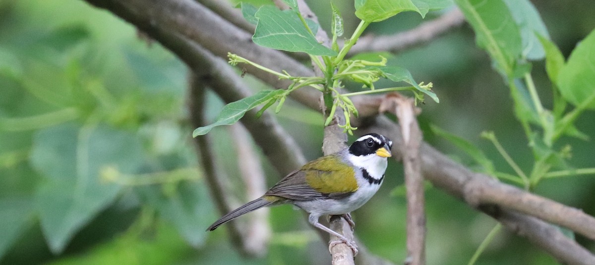 Moss-backed Sparrow - ML637120683