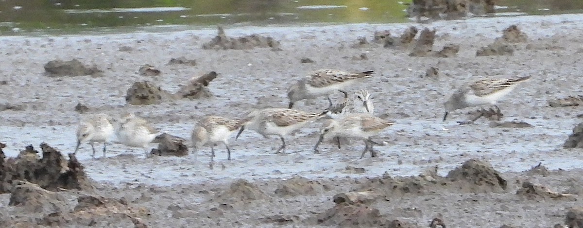 Semipalmated Sandpiper - ML637120904