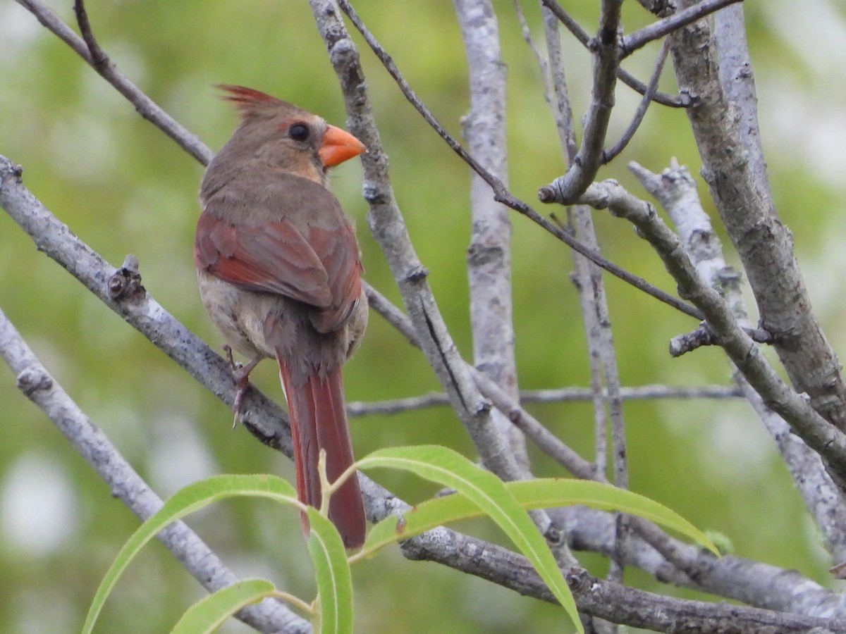 Northern Cardinal - ML637120919