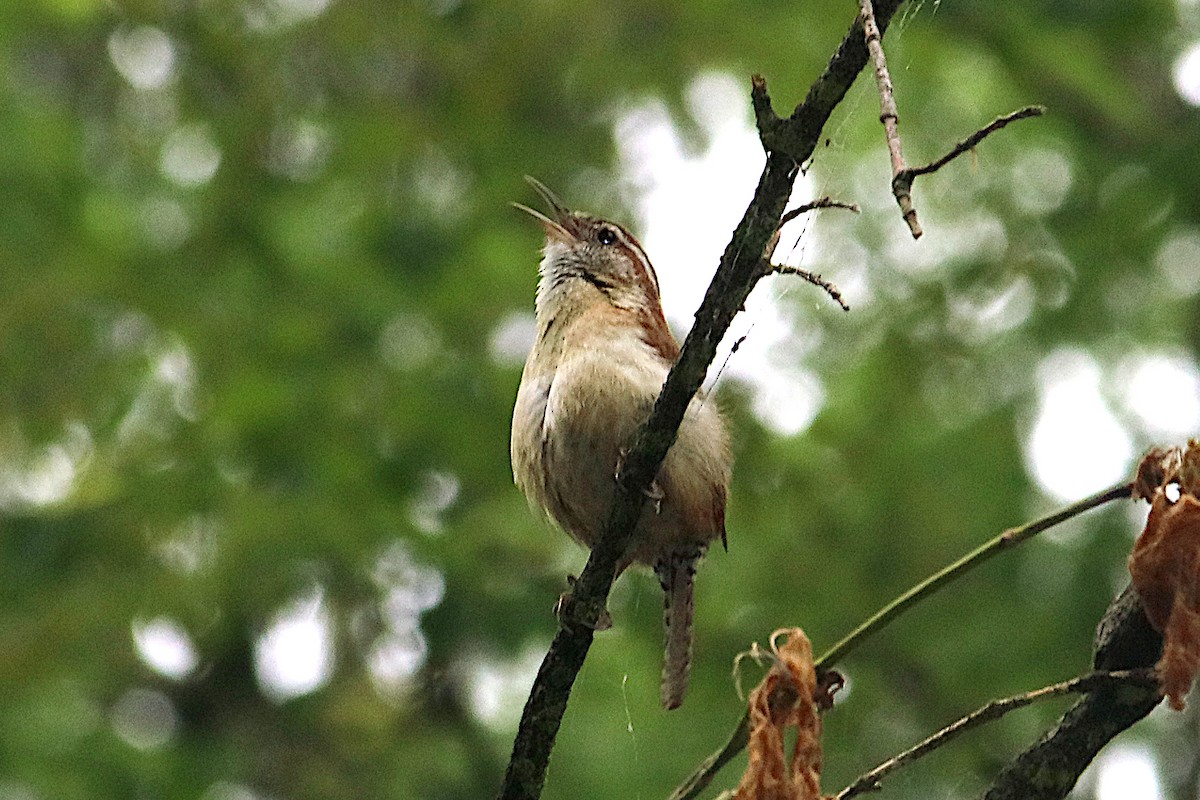 Cucarachero de Carolina - ML637120943