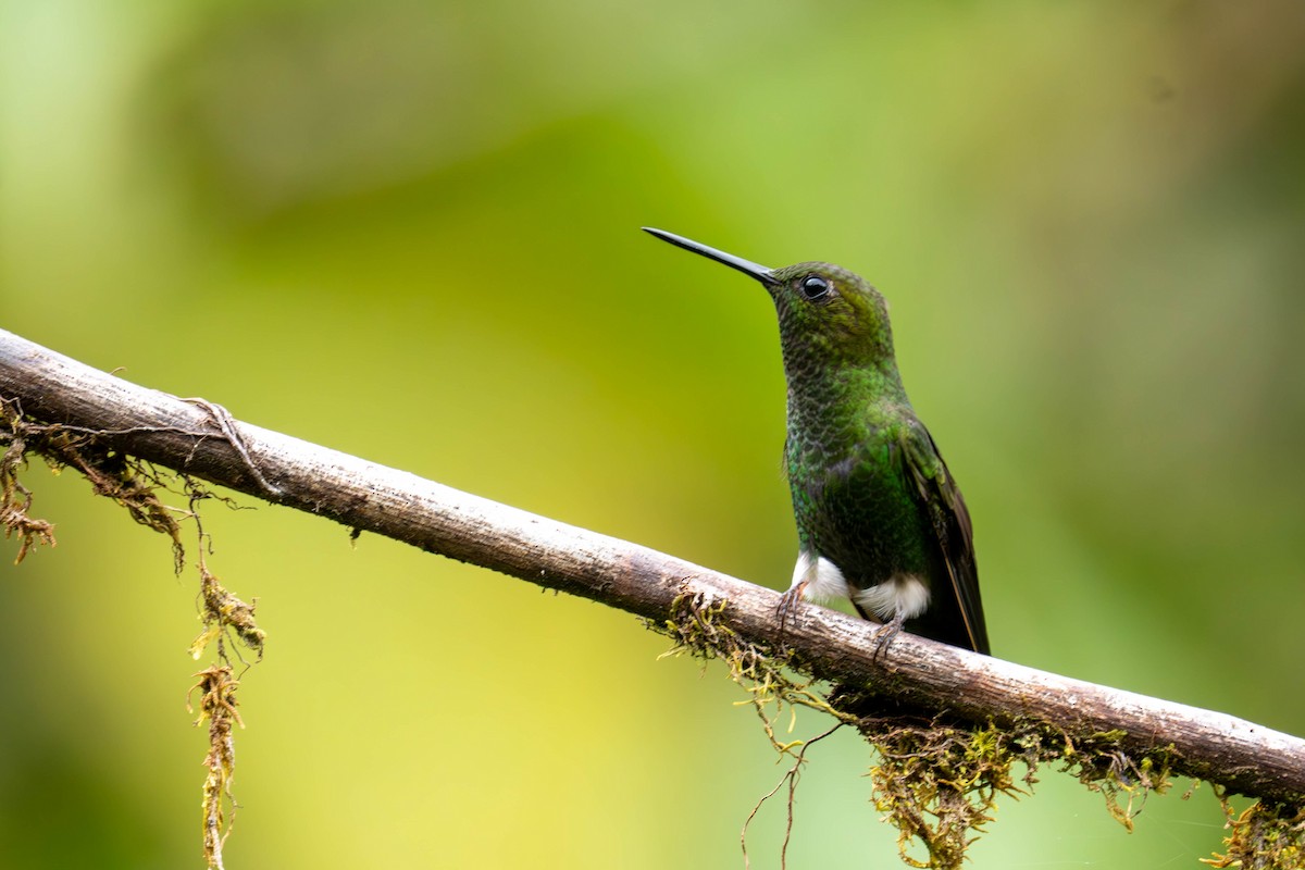 Greenish Puffleg - ML637121126