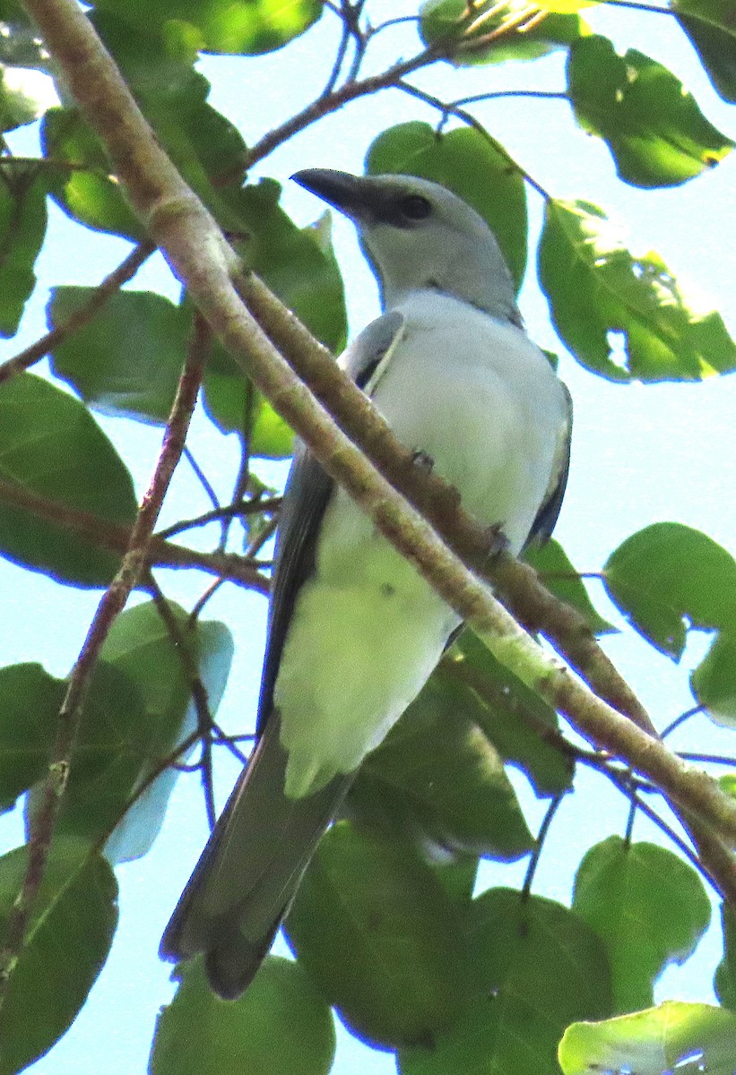 Buru Cuckooshrike - ML637121195