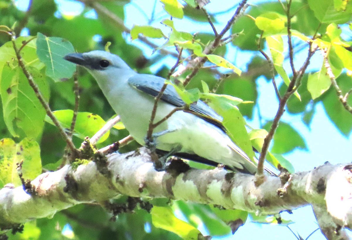 Buru Cuckooshrike - ML637121197