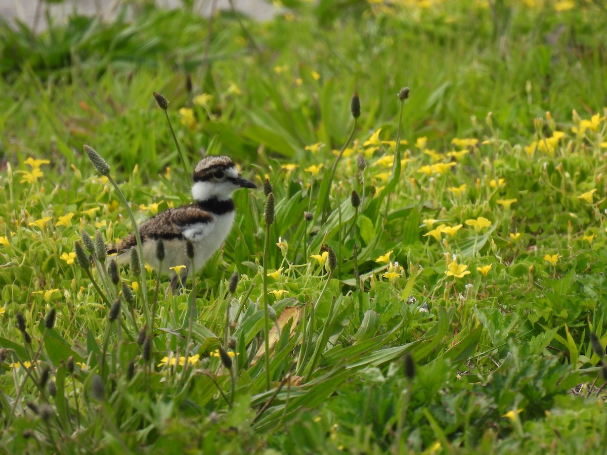 Killdeer - ML637121218