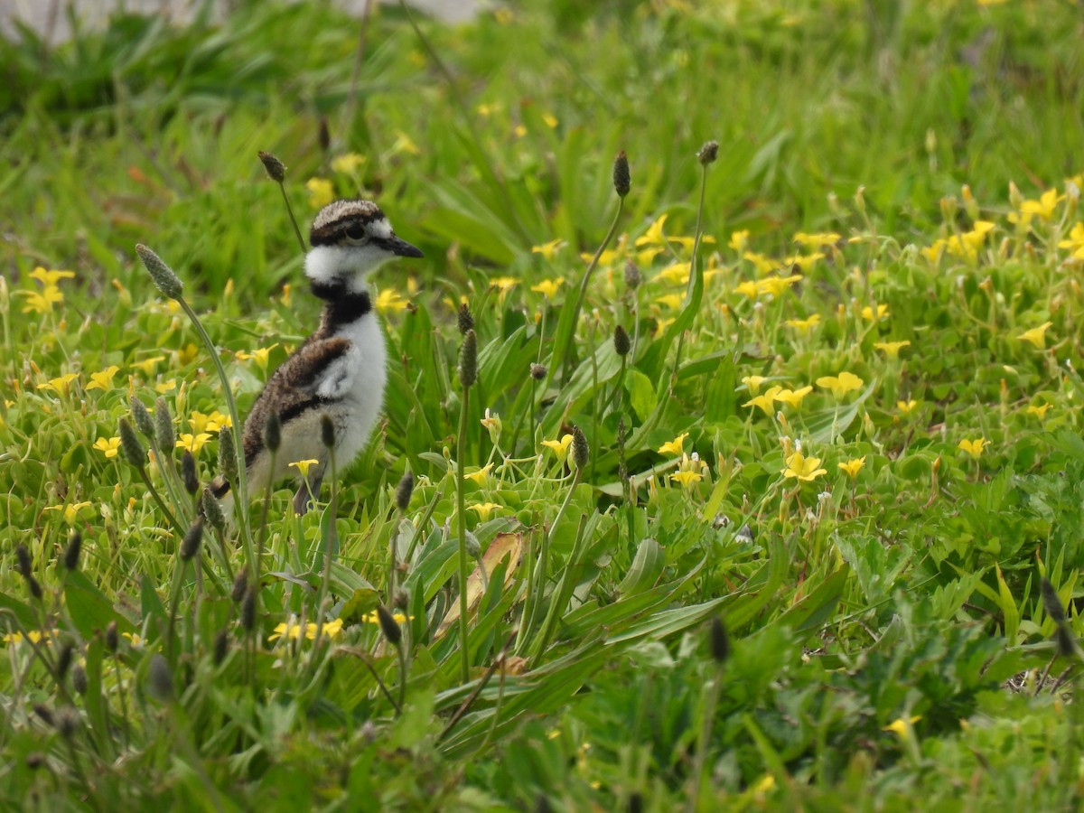 Killdeer - ML637121220