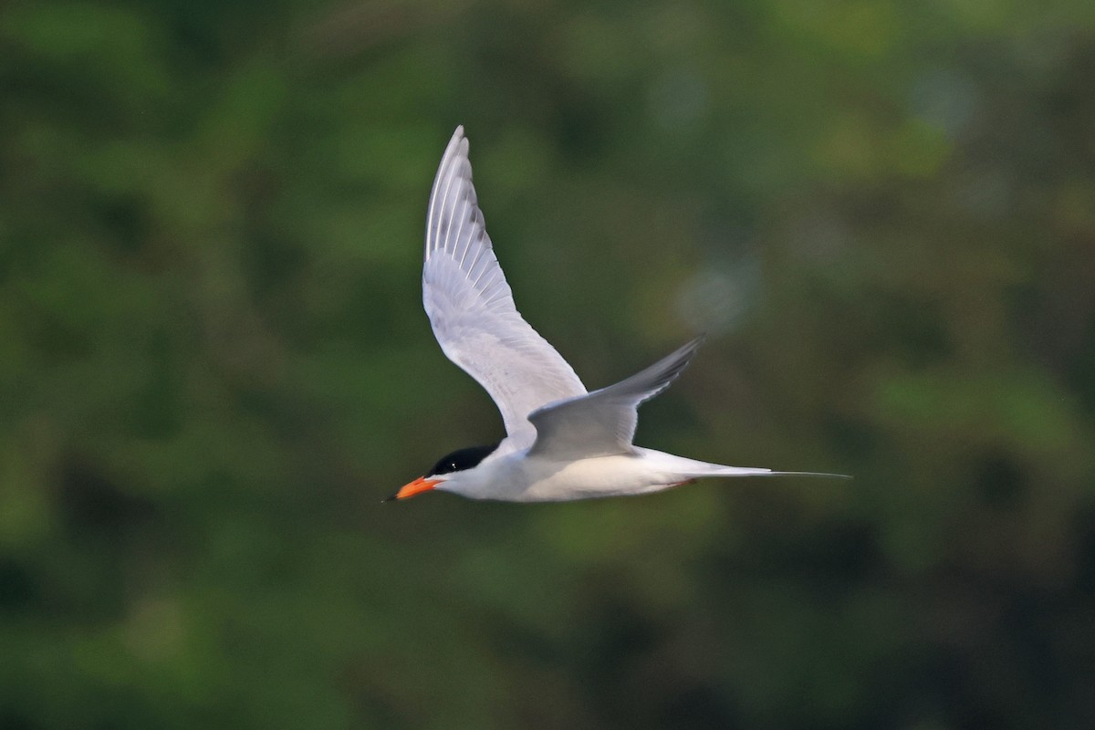 Forster's Tern - ML637121251