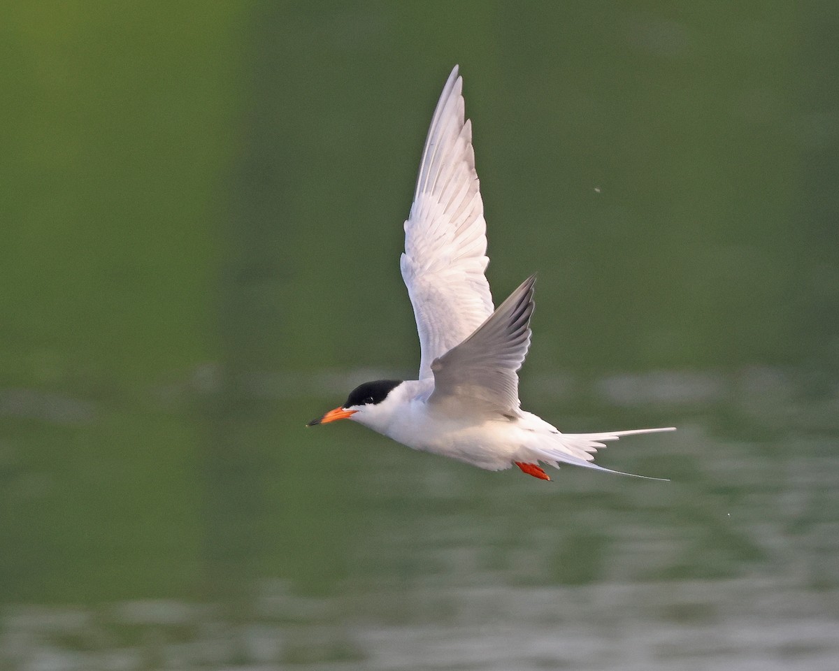 Forster's Tern - ML637121252