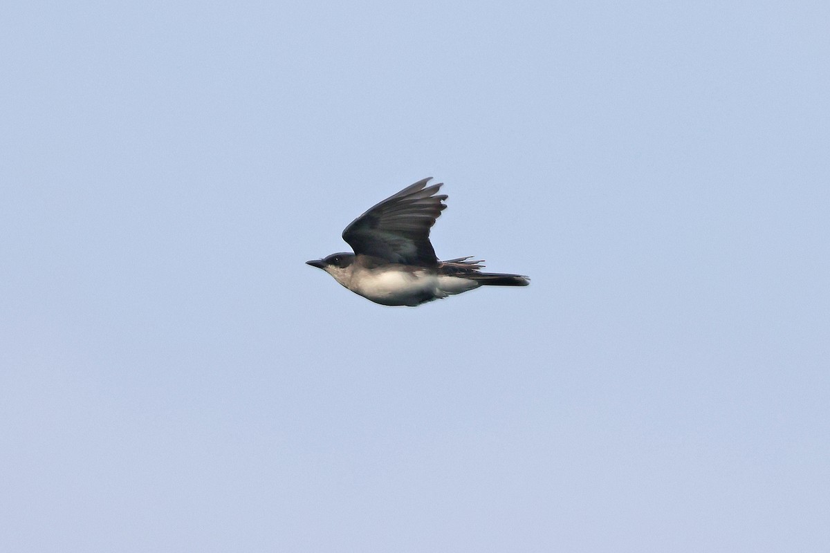 Eastern Kingbird - ML637121272