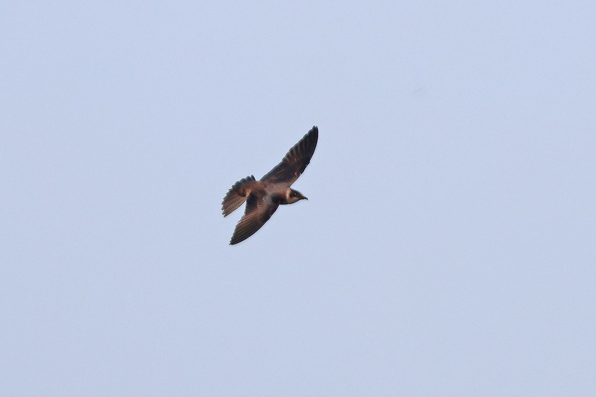 Purple Martin - ML637121276