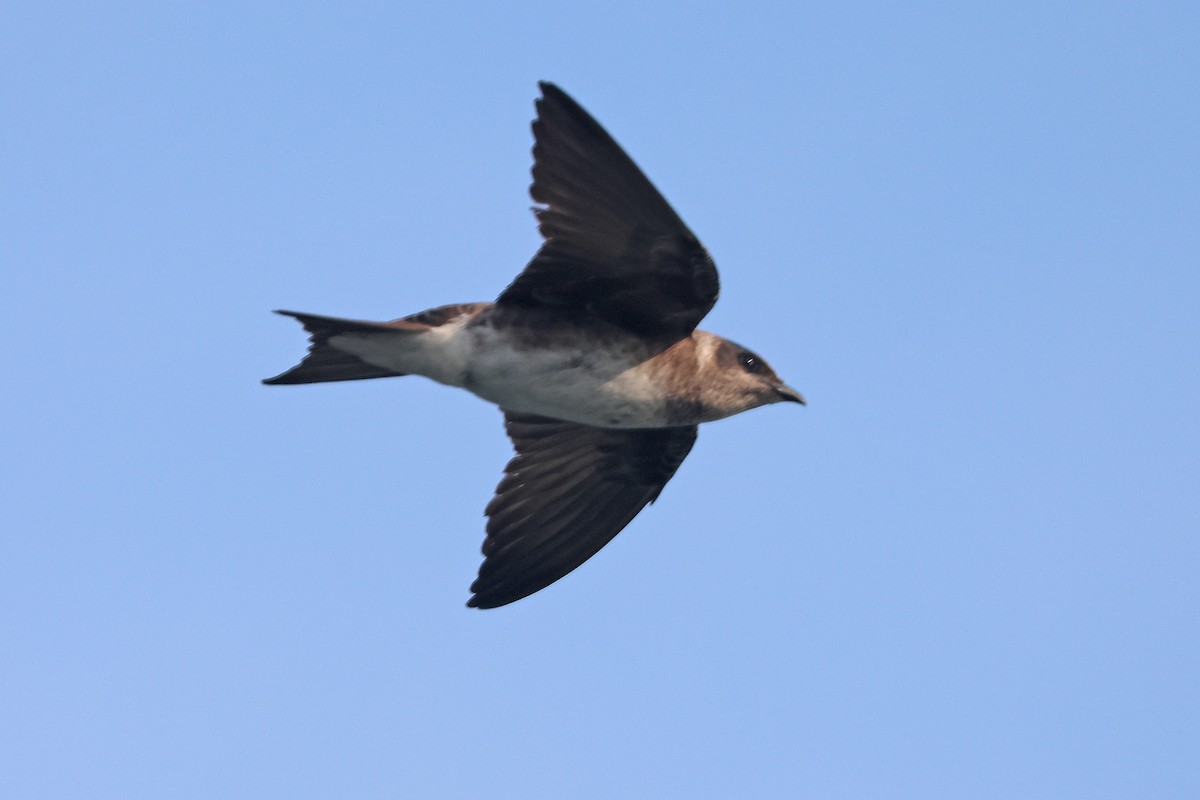 Purple Martin - ML637121277