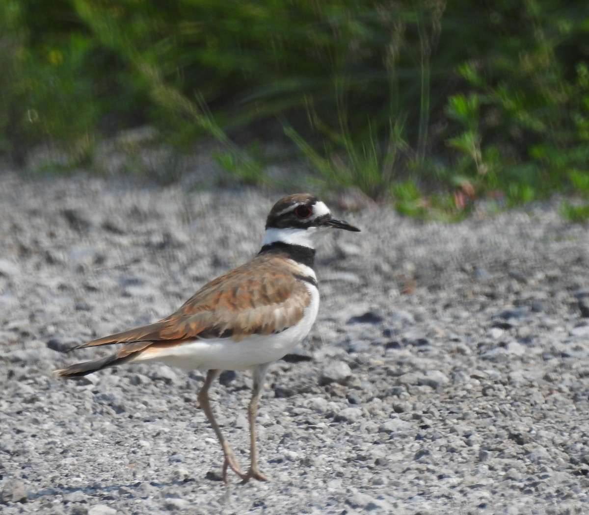 Killdeer - ML637121286