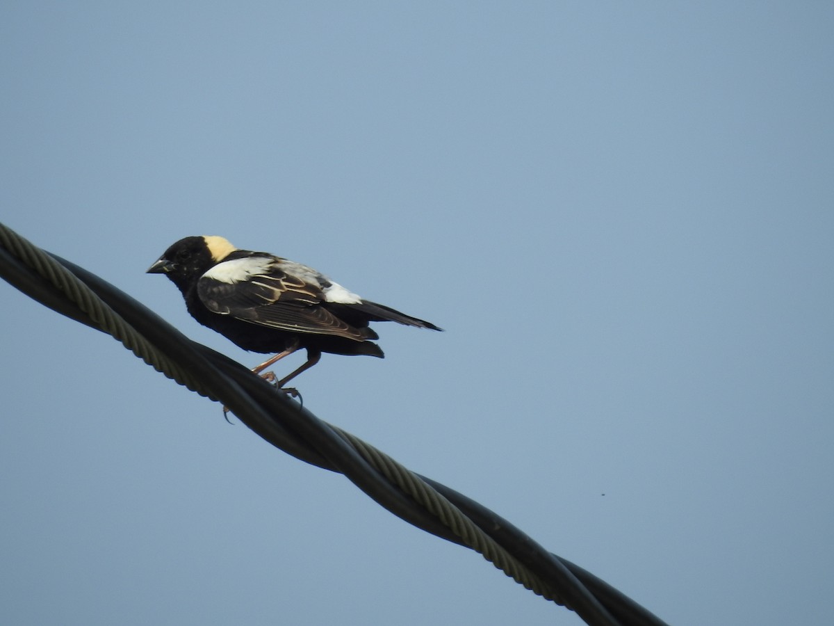 Bobolink - ML637121302