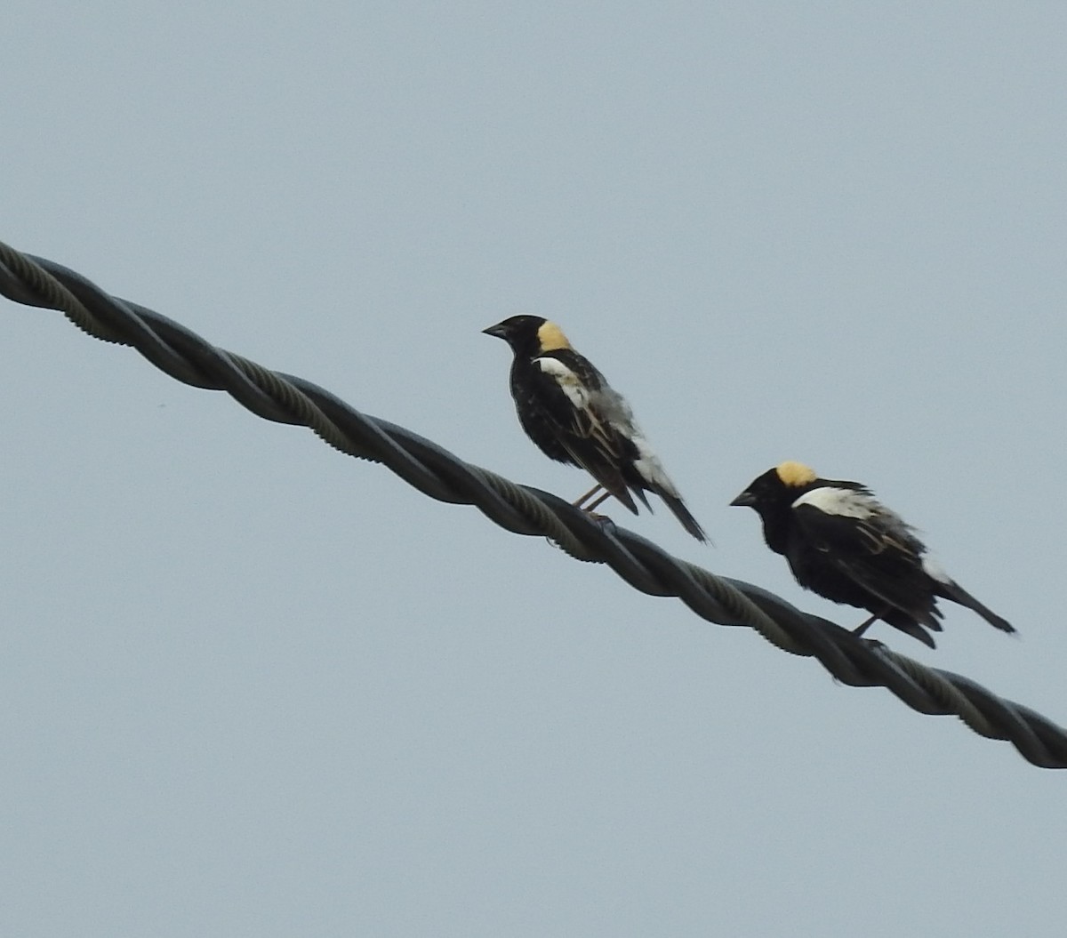 Bobolink - ML637121306